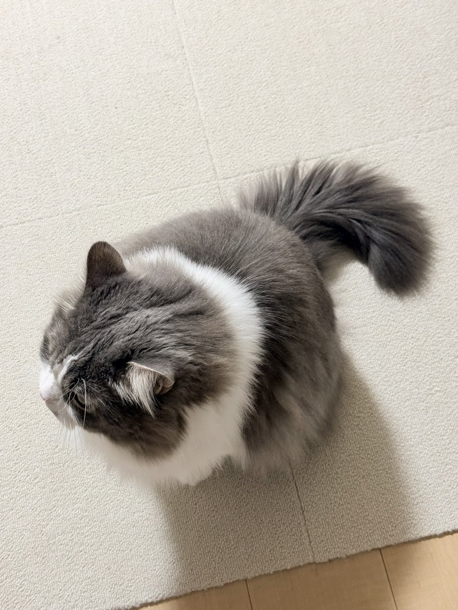taodearu's tweet photo. 上から見た時のなんとも言えないまるっこさ、かわいい https://t.co/BrBmpHX1mm