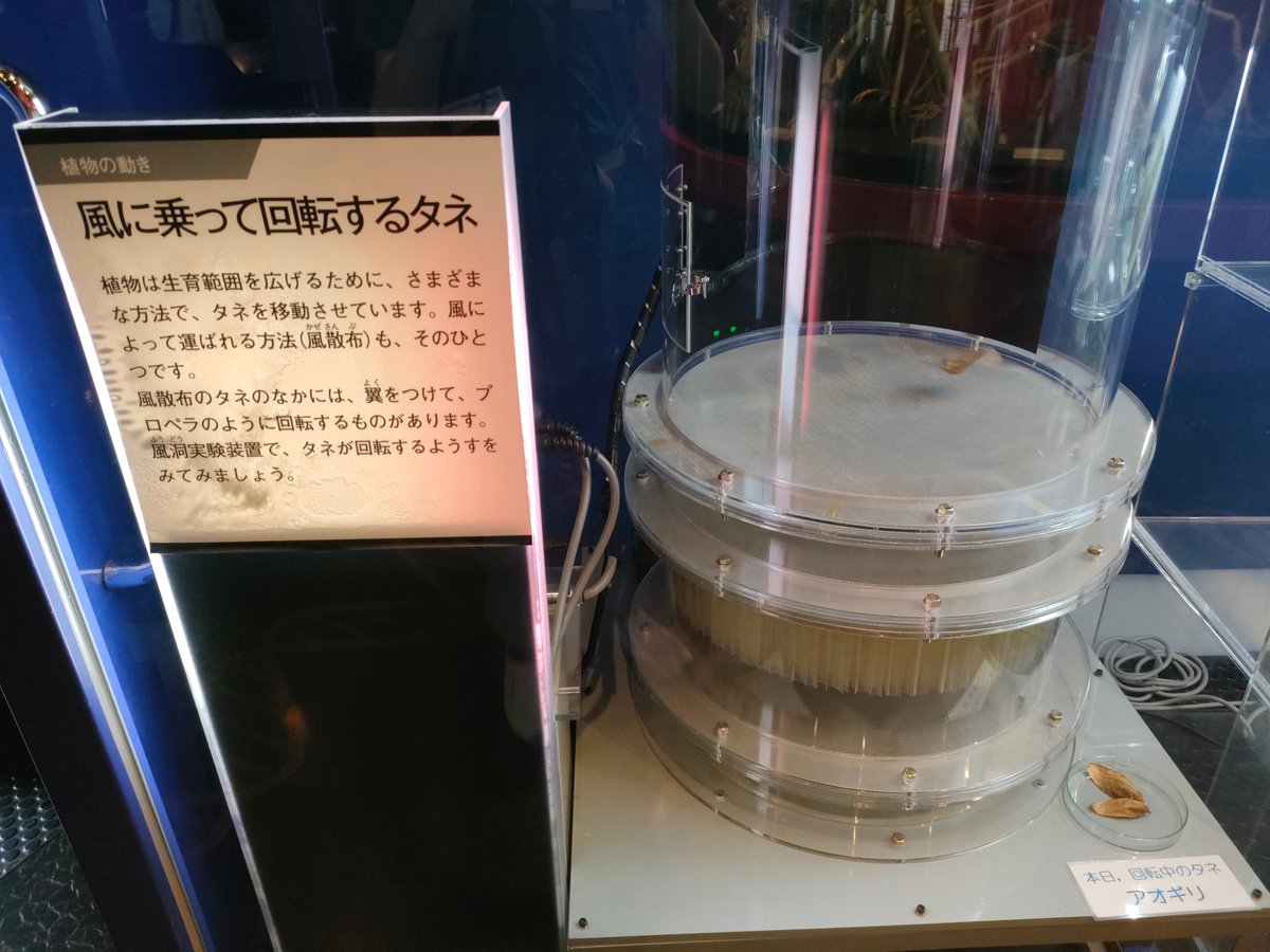 amber_trvl's tweet photo. 地味ながらも、植物好き(俄か)としてかなり面白かった展示 : (1)日本各地のブナの葉を並べて比較した展示(北側、日本海側のものほど大きい)。(2)落下時に回転する種を風洞?の中で回し続ける展示。知識としては知ってたけど、実際にここまで回り続けるのは面白い。これ1日中ずっと回ってそうですごい。 https://t.co/vEE9bqHpTr
