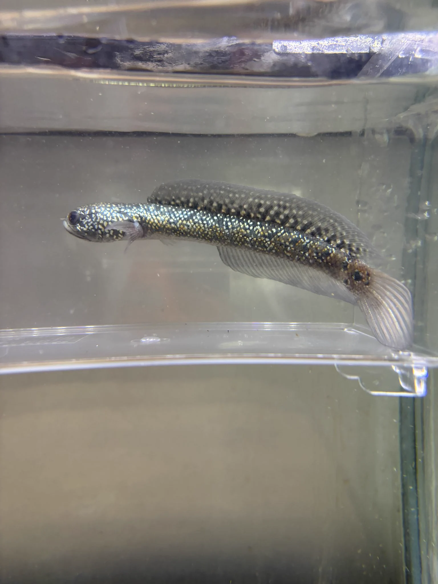 熱帯魚、爬虫類　スチールフレーム/サイズ&カラーオーダー かねだい本町田店 観賞魚、爬虫両生類、小動物、用品部門 on X: 