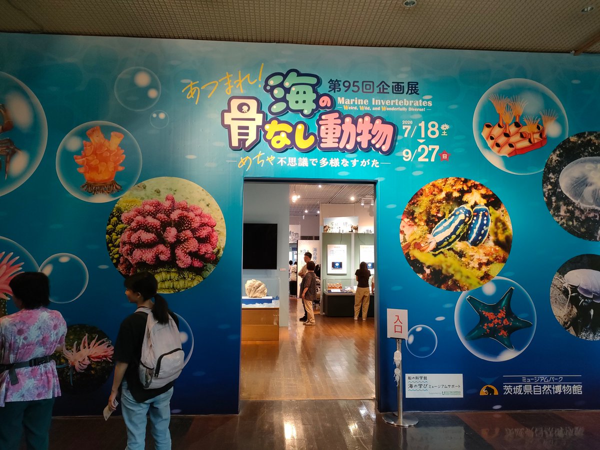 amber_trvl's tweet photo. 企画展「あつまれ!海の骨なし動物」、普段馴染みのない無脊椎動物について知れて面白かった。生体展示もあったり、意外な方向性だとウミウシのガラス模型がずらりと並んでたのも壮観。昔聞いたはずの生物門が消滅してて、動物分類の変化も感じたり。 https://t.co/otHaqvOpn7