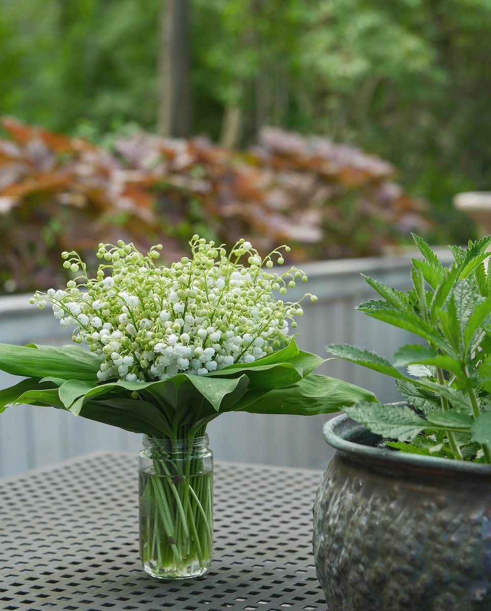 dctrwho09's tweet photo. We’re bringing in bouquet after bouquet. The whole house smells of lily of the valley. What a wonderful plant. It’s time to slow down and appreciate the greenery, flowers, birdsong, and garden ponds. Lily of the valley is my favorite scent—what’s https://t.co/sTAOuwmPRl