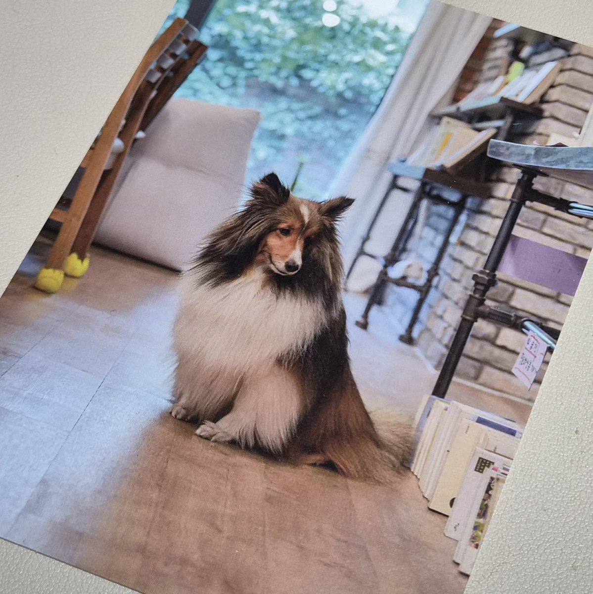 pado_mog's tweet photo. 별이 엽서도 주심..🐾 https://t.co/CwuDnBNP2V