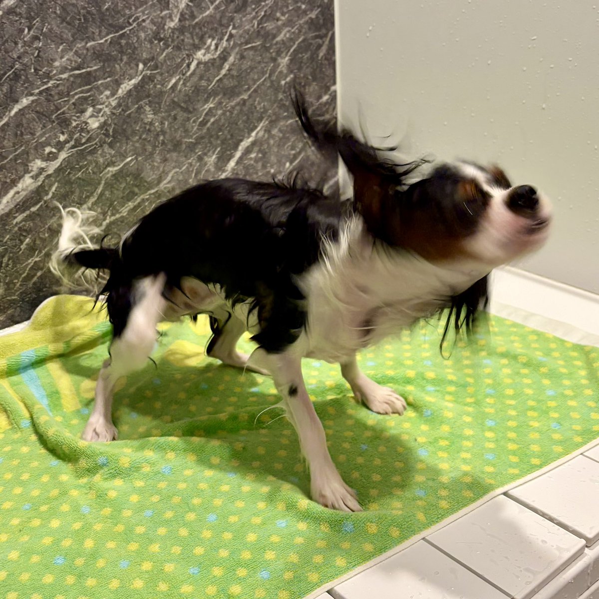vague_0107's tweet photo. いつものセルフドライ🌀🌀
#今日のバーグ #キャバリア
#犬のいる暮らし https://t.co/aRSNeTriy7