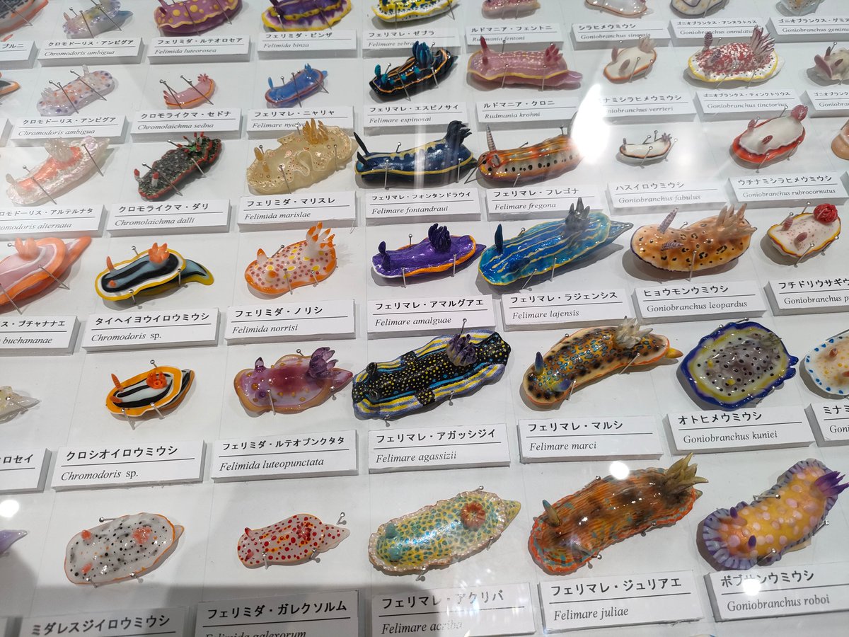 amber_trvl's tweet photo. 企画展「あつまれ!海の骨なし動物」、普段馴染みのない無脊椎動物について知れて面白かった。生体展示もあったり、意外な方向性だとウミウシのガラス模型がずらりと並んでたのも壮観。昔聞いたはずの生物門が消滅してて、動物分類の変化も感じたり。 https://t.co/otHaqvOpn7