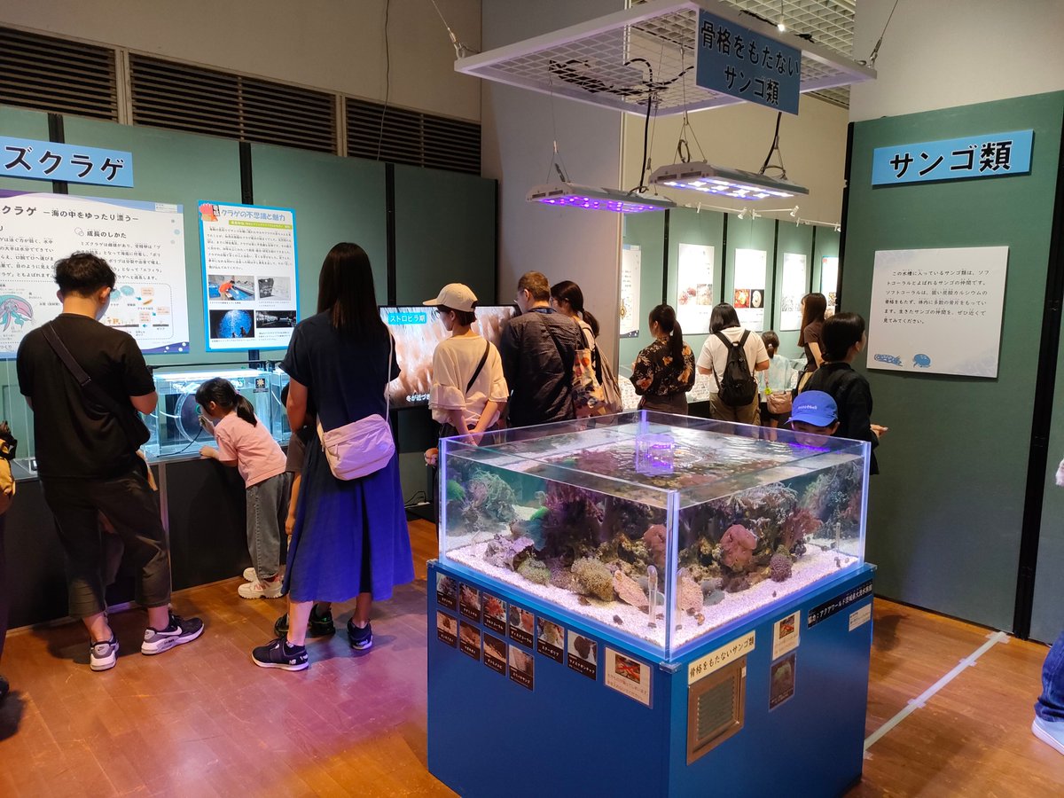 amber_trvl's tweet photo. 企画展「あつまれ!海の骨なし動物」、普段馴染みのない無脊椎動物について知れて面白かった。生体展示もあったり、意外な方向性だとウミウシのガラス模型がずらりと並んでたのも壮観。昔聞いたはずの生物門が消滅してて、動物分類の変化も感じたり。 https://t.co/otHaqvOpn7