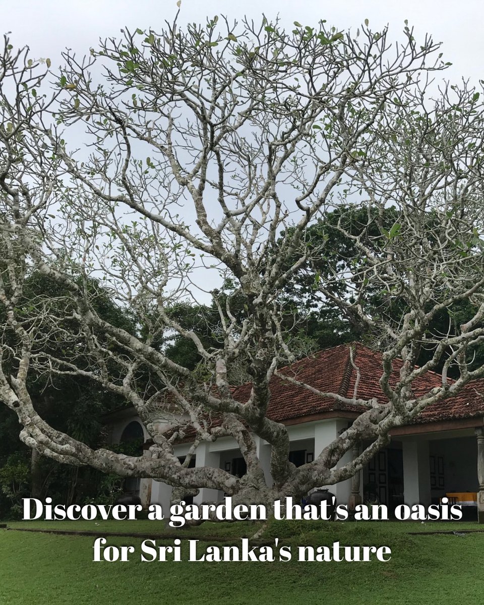 TravelWithKhaki's tweet photo. Nature and modern architectural vision meet at the Lunuganga Estate in Bentota in Sri Lanka. Overlooking the Dedduwa Lake, the 15 acre lush property was once a rubber and cinnamon plantation before becoming the magnum opus of Sri Lanka’s pioneering architect, Geoffrey Bawa. He was a young lawyer when he acquired the plantation and began transforming it into a garden. Realising he needed to study architecture to pursue his vision for the garden, he ended up becoming one of the most influential Asian architects of his generation. 

#DidYouKnow? He bought the estate in 1948 and continued developing it for over 50 years until his death in 2003? Today, the main cottage functions as a boutique hotel on the lakeside. 

Walk around Lunuganga appreciating Geoffrey Bawa’s aesthetic vision on the #LureOfLanka tour with Khaki Tours from 14-21 Nov ‘26.

Read the tour brochure here: https://t.co/4f8McOz4Zc

Interested in joining the tour? Let us know by filling in this form: https://t.co/EjEtZuuY5C
Our team will be in touch with you.

Missed Khaki Tours' Online Fireside Chat for the #LureOfLanka tour from 21-28 Nov, '26, when KHAKI founder and tour host @BharGo8 presented the tour itinerary? You can watch the recording here: https://t.co/NJyy3Q0m02

Bookings are open. Book before the Special Early Bird Offer ends on Thu, 17 Sep at 11.59 pm to get the best possible price. Book now at: https://t.co/6x5dtqVIQq

📞You can also reach out to us at +91 89281 57148.

#TravelWithKhaki #KhakiTours #SriLanka #InternationalTrips