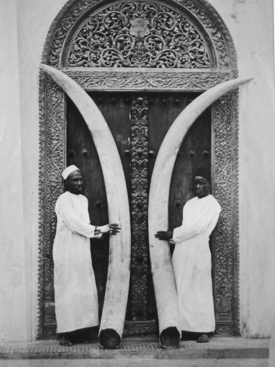 Joe__Bassey's tweet photo. European demand for ivory played a major role in the decline of African elephant populations, particularly in the 19th and early 20th centuries.

Ivory was highly valued in Europe and North America for piano keys, billiard balls, combs, jewellery and decorative items, creating a lucrative export market that encouraged large-scale hunting across Africa.

European traders and colonial networks expanded access to African ivory markets, while firearms and commercial hunting made it easier to kill elephants in large numbers.

The same colonial hunting economy also pressured other African wildlife, including rhinoceroses, whose horns became valuable commodities.

Although African communities had used ivory and other animal products for centuries, enormous overseas commercial demand greatly intensified extraction and contributed to severe wildlife declines across parts of the continent.