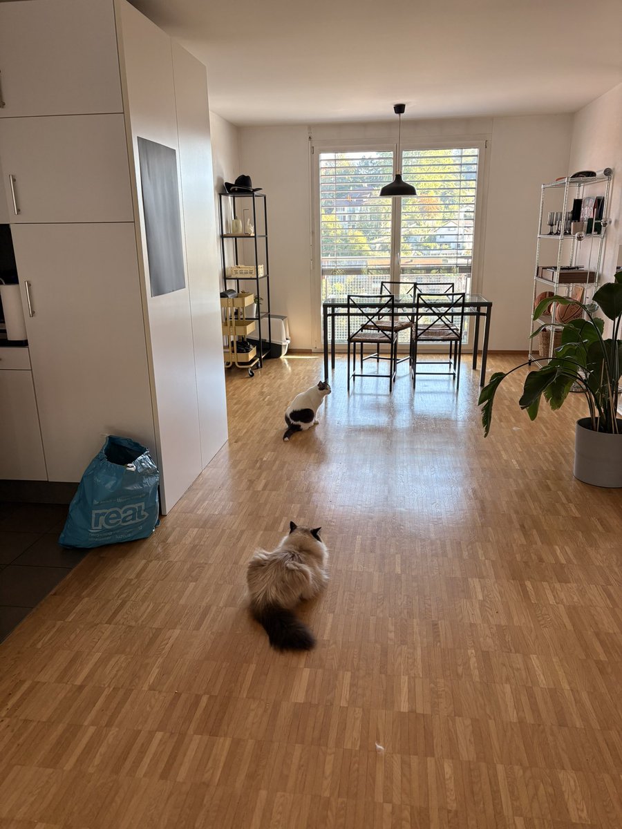 3_liku_3's tweet photo. スイス、ルツェルンのAirbnb最終日

猫さんに見守られながらチェックアウト

猫のコンテンツ力が強過ぎて寝ている間にバズっていた https://t.co/lTiUqWeGPL