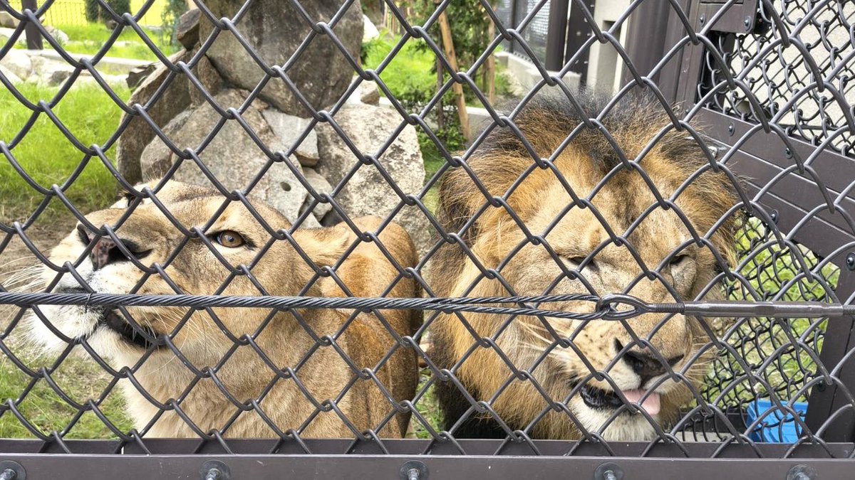 TOKUYAMA_ZOO's tweet photo. フタバの検疫が無事終了しました。
外に出るかなと扉を開けてみたところ、出ませんでした。まずは様子を見てからだね。
一方ライオンたちもお外にチャレンジ。予想通り怖がらず満喫しました。
9月17日新施設オープンです。

#徳山動物園　#アムールトラ　#トラ　#フタバ　#ライオン　#リント　#コウメ https://t.co/r9AP3rtknJ