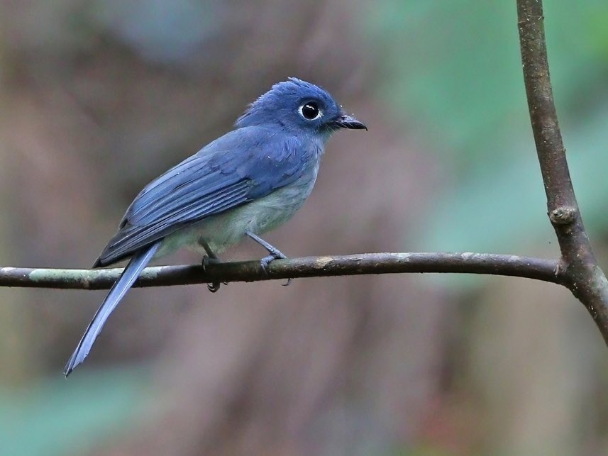 birdsoftoday's tweet photo. bird of the day 4: cerulean paradise flycatcher
(eutrichomyias rowleyi)

> found in: Sangihe, Indonesia (endemic)
> habitat: forested areas, especially near valleys and streams
> eats: insects and other small invertebrates 
> status: critically endangered 

📸: https://t.co/B5dkw16jJk