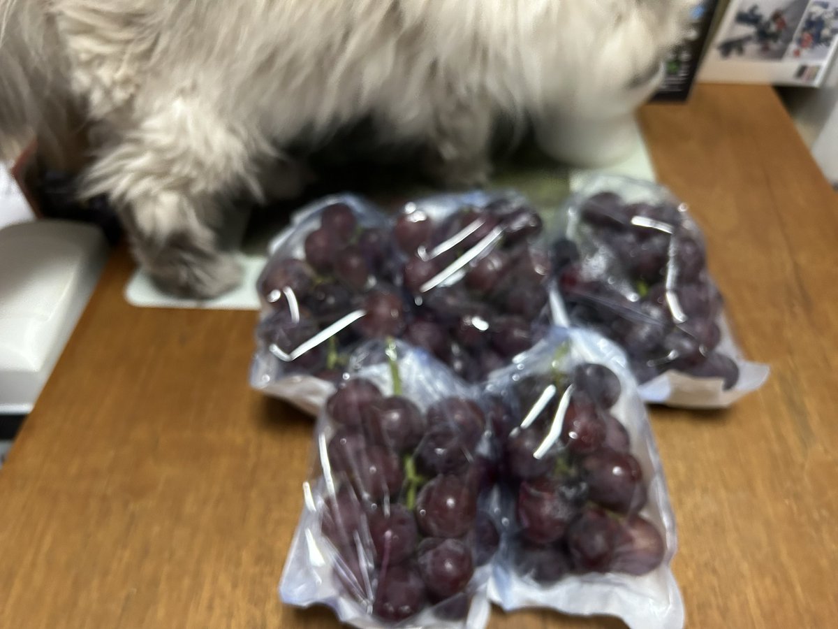 eightsenses's tweet photo. 巨峰1.5kg 5房入ってました
こちらは食べ頃なので冷やしていただく
甘くて濃厚な味の🍇でした
#茨城県桜川市 https://t.co/2w5iNzadG6