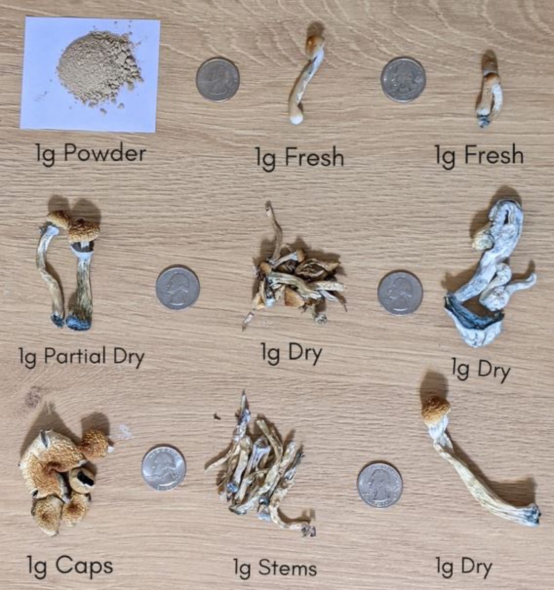 judah15674's tweet photo. Stop eyeballing your mushroom doses.

Potency varies up to 10x within a single batch. Caps hit different than stems. Fresh hits different than dry.

Powder them. Weigh them. Know your dose. https://t.co/sUFy2lfNhx