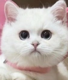 darlingzip's tweet photo. ตาแป๋วมากเลยหนิ ฮื่อ อ น่ารัก . . 😭😭😭😭😭😭😭😭😭😭😭🤍🤍🤍🤍🤍🤍🤍🤍🤍🤍🤍😭😭😭😭😭😭😭😭🤍🤍🤍🤍🤍🤍🤍🤍 https://t.co/PuaiCHmHuG