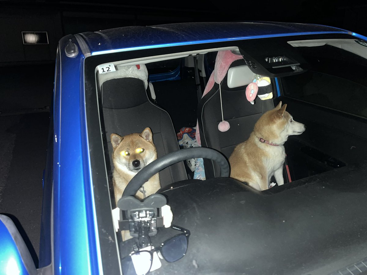 pizza_mamire's tweet photo. ATMでお金おろして戻ってきたらコレ。
ふたりでどっか行くんか。

#柴犬 https://t.co/mkXA4mK66W