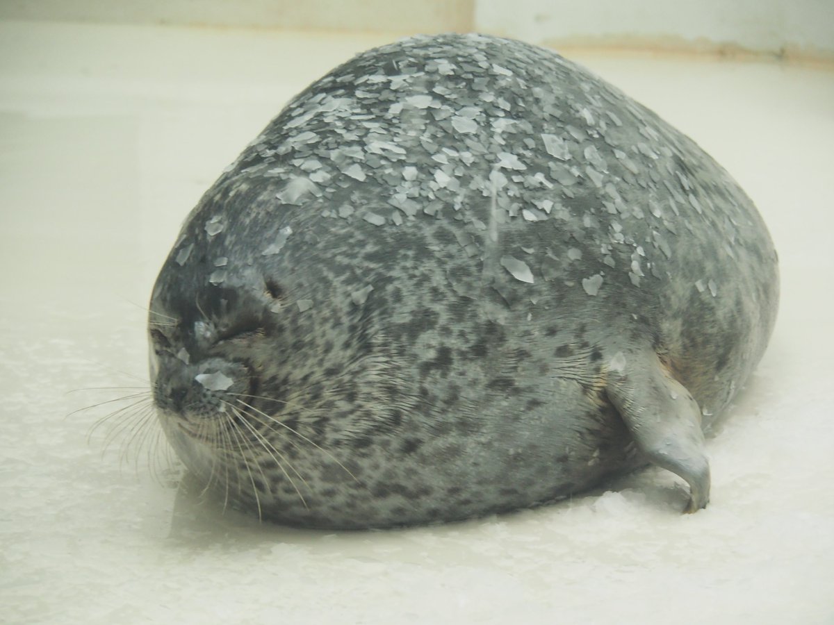 undertokkari's tweet photo. ユキと雪の女王

2026.09
#海遊館 https://t.co/OouEBlDI5K