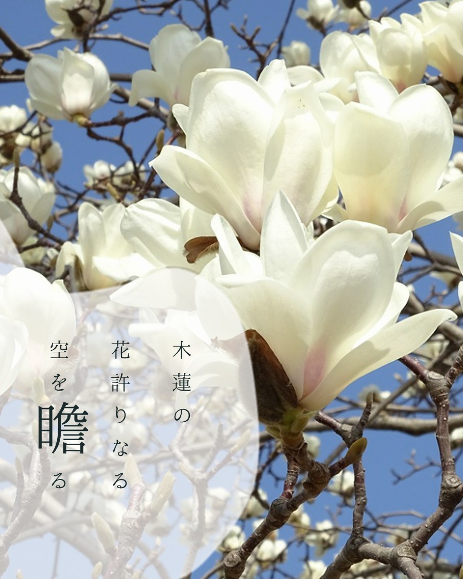 HangGoolia's tweet photo. I gaze at a sky filled only with magnolia blossoms. This haiku appears in Natsume Soseki’s novel *Kusamakura*. Though it was not composed during his Kumamoto years, it is introduced here because the novel is said to have been inspired by his https://t.co/cPVmMj7d8j