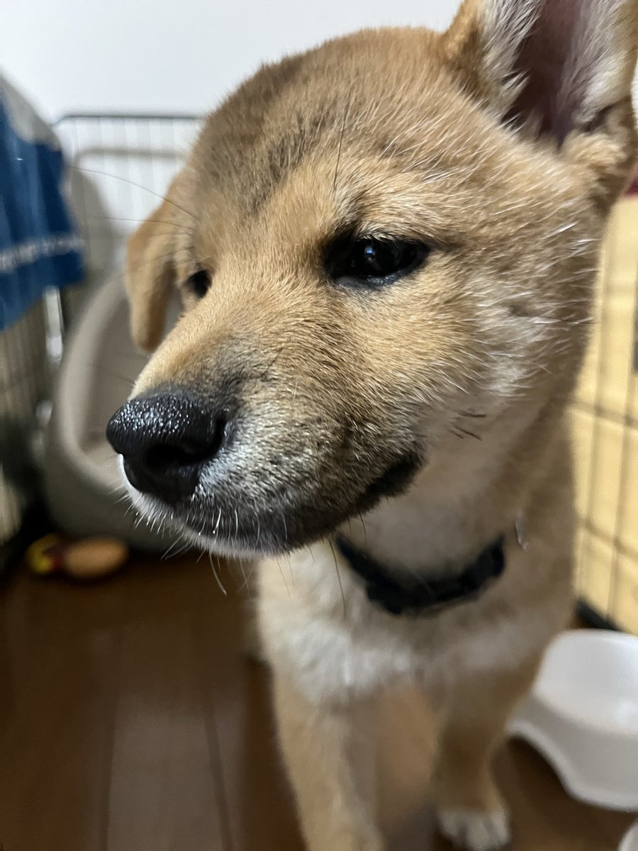 chipiko_34's tweet photo. 本日から、ちぴ家の一員になりもうした
柴犬【おかき】　

まだ元の家離れて寂しいだろうて
悲しそうなの心苦しいけど
幸せにするからねえー！！😭💓

#柴犬　#柴犬おかき https://t.co/HjMKsaFaKY