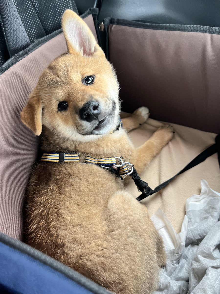 chipiko_34's tweet photo. 本日から、ちぴ家の一員になりもうした
柴犬【おかき】　

まだ元の家離れて寂しいだろうて
悲しそうなの心苦しいけど
幸せにするからねえー！！😭💓

#柴犬　#柴犬おかき https://t.co/HjMKsaFaKY