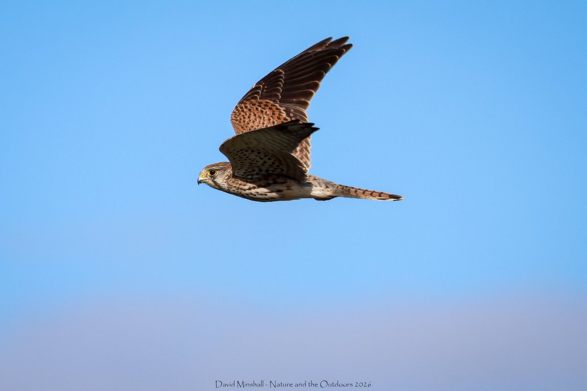 dbminshall's tweet photo. What a beautiful morning a few days ago for a walk alongside the Severn Estuary, between New Passage and Severn Beach. Lots of shorebirds about, and it was fabulous to watch two Kestrel on the saltmarsh. (09.09.26) #ukwildlife #birds  @bristolbirding https://t.co/L0jDvZoQeG