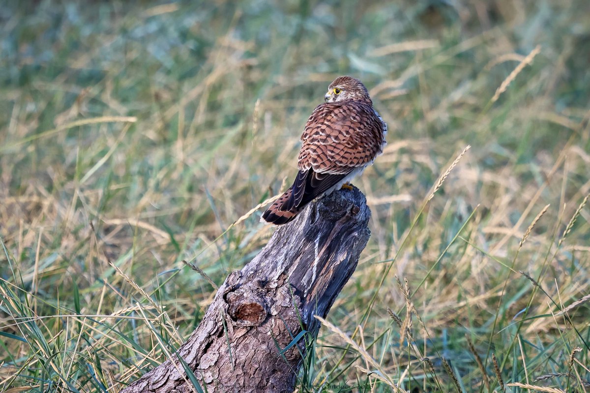 dbminshall's tweet photo. What a beautiful morning a few days ago for a walk alongside the Severn Estuary, between New Passage and Severn Beach. Lots of shorebirds about, and it was fabulous to watch two Kestrel on the saltmarsh. (09.09.26) #ukwildlife #birds  @bristolbirding https://t.co/L0jDvZoQeG