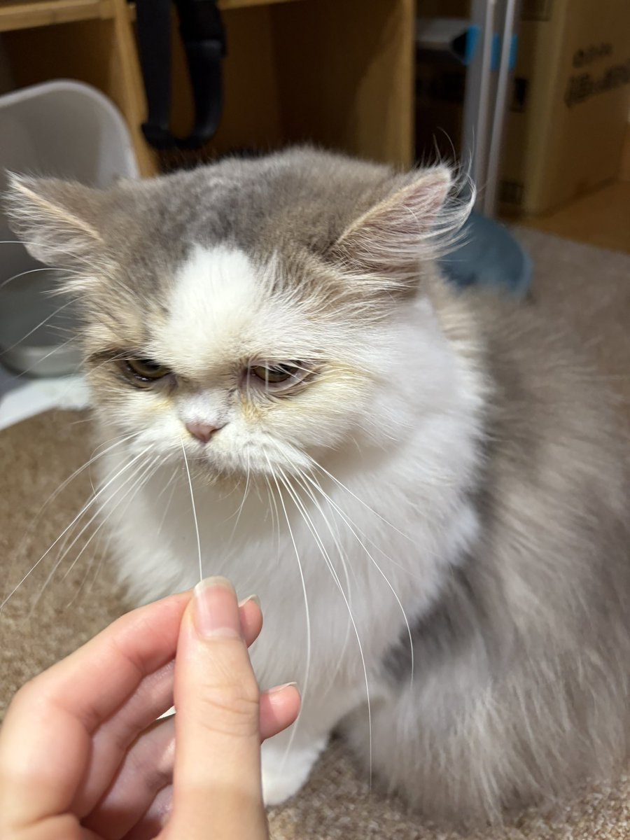 nekojalala's tweet photo. わさびちゃんお手入れ中におヒゲが抜けました🥸👋🏻
ただいま店内落ち着いています‼️
ご来店お待ちしております☺️
#ねこ #ねこjalala #猫カフェ #猫 #秋葉原  #猫好きさんと繋がりたい #cat #catcafe #nekojalala https://t.co/FRMPISm4wn