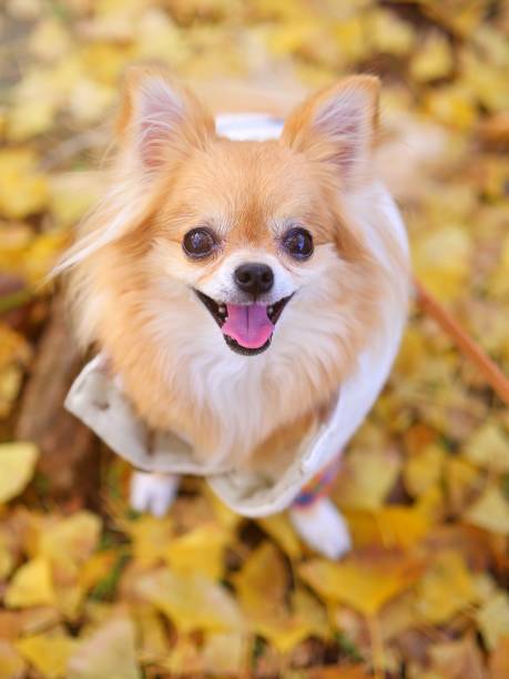 DCetari's tweet photo. 山道ハイキング🏔️🐕 https://t.co/eH9hEYj1Tt