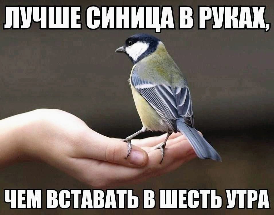 nagorizonte's tweet photo. Утро чят https://t.co/BeMguqwMYk