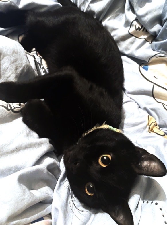 Luna_yami__'s tweet photo. うちの黒猫のヴェックス、世界一可愛くない？🖤 https://t.co/IKDJ9TqUgL