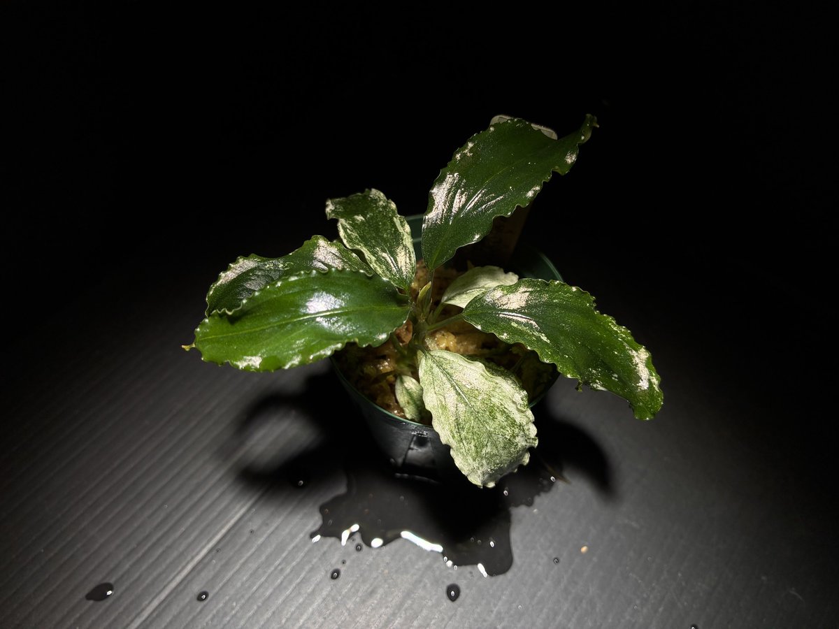 aquafocus_a10i's tweet photo. 【オンラインストア熱帯植物追加情報】

先日入荷した当店ブリーダー様増殖のブセファランドラとホマロメナをオンラインストアへ掲載しました！
また、先月入荷したフジワラペットファーム様(@kuwagata64 )輸入のブセファランドラも、発根が確認できた物を掲載しております。

https://t.co/edQ012aLxH
↑↑↑
こちらからご確認ください👍

#アクアフォーカス 
#AquaFocus 
#アクアリウム 
#アジとイワシ 
#オンラインストア 
#通販サイト