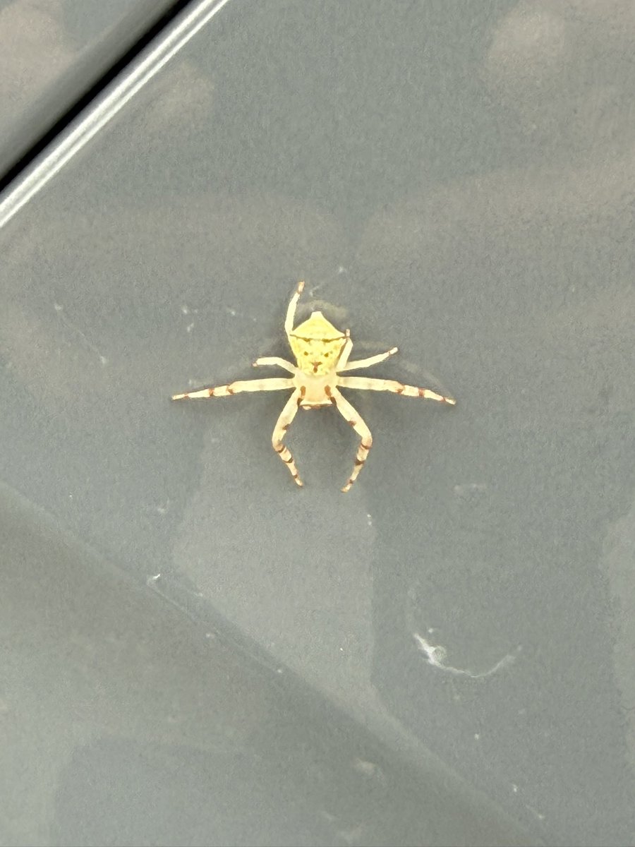 bin_toro_'s tweet photo. イオンタウンに🚗を停めてたら珍しいクモが車体にいた〜 どっからあなたは来たのかな🤔？ https://t.co/ku7ZxddGfi