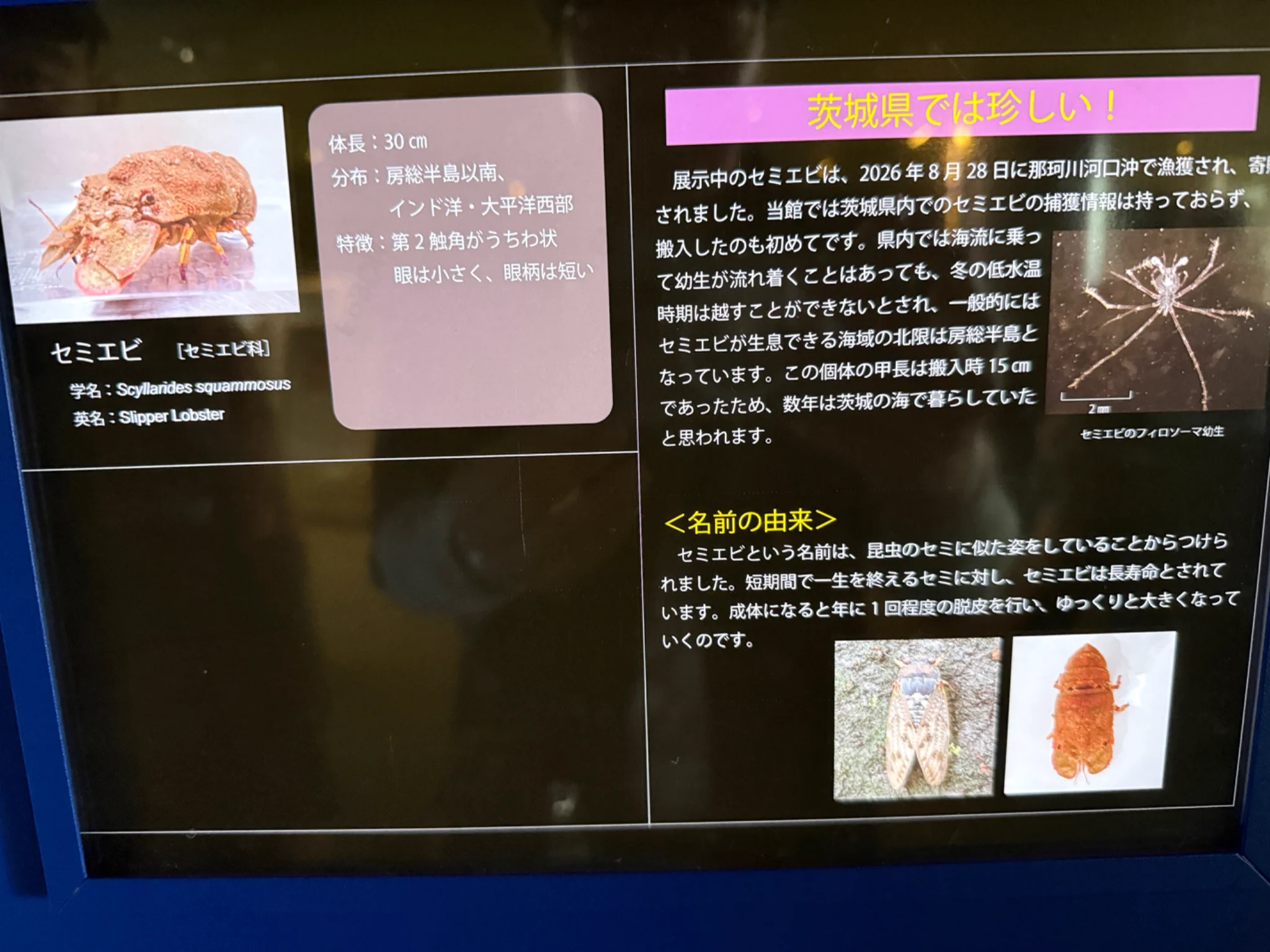 ヒョウマン on X: 