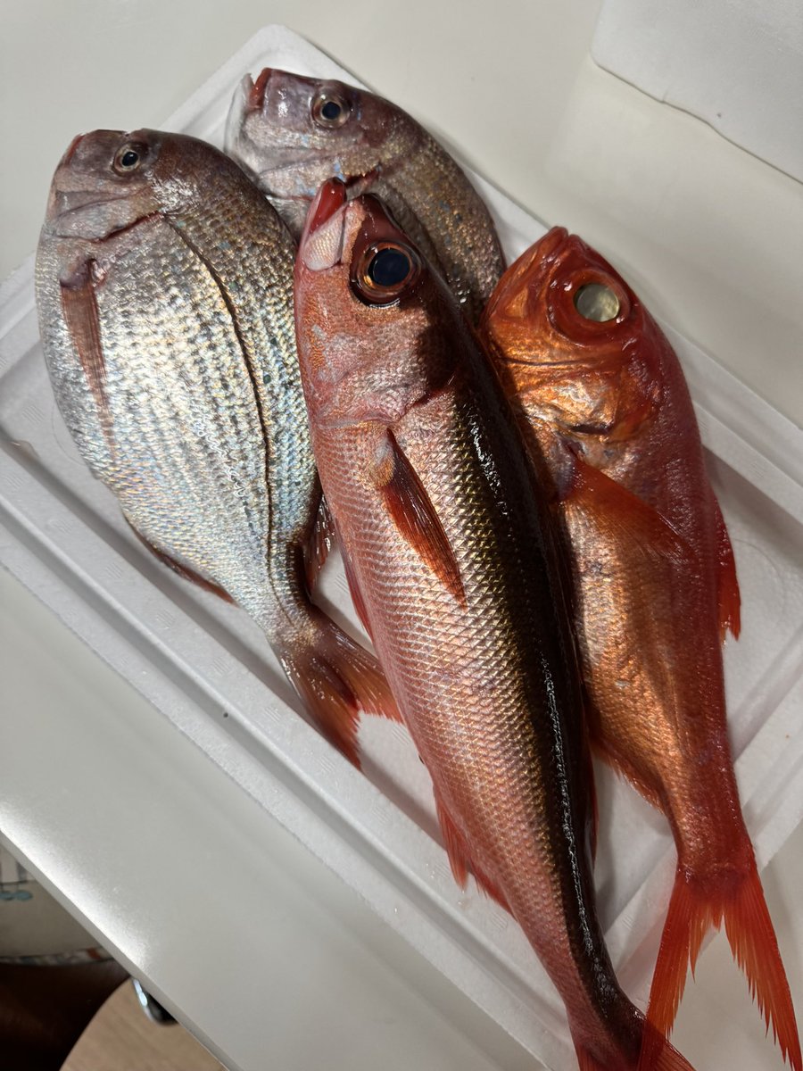ittyome1's tweet photo. 今日も美味しいお魚入荷しております！✨☺️
花鯛、金目鯛、アカサバ！🐟 https://t.co/DoljaEpBzG