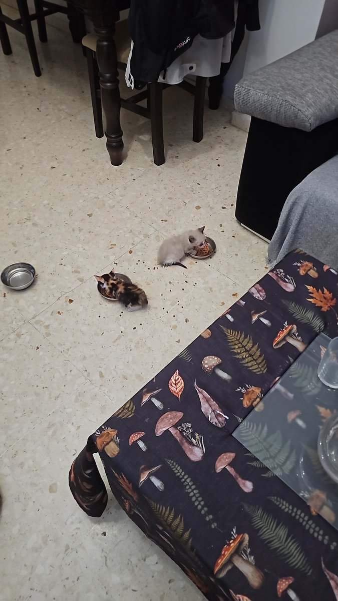 alextorodev's tweet photo. Estela ha estado cuidando toda la semana a estos dos monstruitos sin descanso ya que tambien teniamos que atender a unas personas del seguro de la casa porque yo estaba en mi trabajo y ademas ella despues se iba a trabajar. Gracias a ella, a estas peques no les falta de nada 🥺❤️‍🩹 https://t.co/WVONxaWdQa