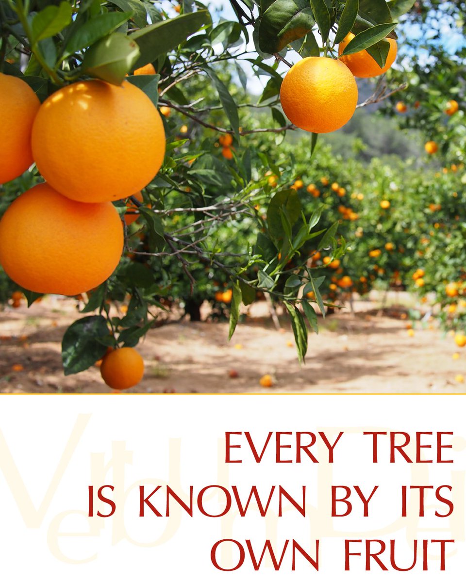 VaticanNews's tweet photo. Gospel of the Day (Luke 6,43-49)

Jesus said to his disciples : "A good tree does not bear rotten fruit, nor does a rotten tree bear good fruit.
For every tree is known by its own fruit. For people do not pick figs from thornbushes, nor do they gather grapes from brambles.
A good person out of the store of goodness in his heart produces good, but an evil person out of a store of evil produces evil; for from the fullness of the heart the mouth speaks.
Why do you call me, 'Lord, Lord,' but not do what I command?
I will show you what someone is like who comes to me, listens to my words, and acts on them.
That one is like a person building a house, who dug deeply and laid the foundation on rock; when the flood came, the river burst against that house but could not shake it because it had been well built.
But the one who listens and does not act is like a person who built a house on the ground without a foundation. When the river burst against it, it collapsed at once and was completely destroyed."

https://t.co/qPpICAdLLy