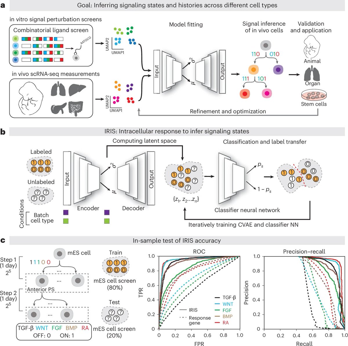 SciTechera's tweet photo. AI is starting to decode the signals that tell cells what to become.👀
That could literally accelerate stem-cell therapies, organoids, tissue engineering,
And regenerative treatments that can repair the damaged tissue.
“Researchers just developed IRIS, an AI model that infers developmental signals from a cell’s gene-expression patterns.”
“IRIS learned fingerprints for 6 pathways: WNT, BMP, FGF, TGF-β, Hedgehog (HH) & retinoic acid (RA) using human pluripotent stem cells.”👀
“It then analyzed single-cell RNA-seq from mouse embryos (E6.5–E8.5), mapping signals across ~40 cell-type clusters and reconstructing developmental signaling histories.”
“Actually model's fingerprints involved thousands of genes. It also predicted signaling involved in respiratory mesenchyme development & researchers also experimentally validating the predictions.”
This could push AI beyond analyzing biology toward discovering biological rules, designing experiments and engineering cells/tissues.
These improved models would allow researchers to study diseases like asthma, lung cancer, and pulmonary fibrosis, in which lung tissue becomes scarred, often without a known cause.
welcome to the fastest accelerating SciTech Era. ♥️ 🫡!