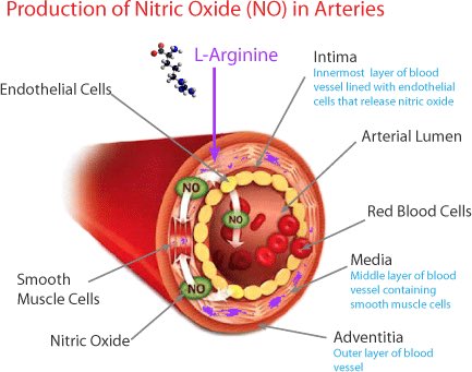 bakhsh_reda's tweet photo. ماهو مركب النايتريك أوكسيد Nitric Oxide !؟ 

 مركب داخلي يفرزه الجسم يساعد على إرخاء أوعية الجسم و تخفيض الضغط و زيادة حيوية الأوعية الدموية و تقوية الإنتصاب عند الرجل .. 

تريد جرعة ذاتية ممتازة .. خذ لك تمرين كارديو .. جري او دراجة او اليبتيكال او سباحة .. و حاول المحافظة فيه على دقات قلب حول ال ١٣٠ نبضة في الدقيقة .. لمدة ٢٠-٤٠ دقيقة .. 

بالمناسبة تكوين هذا المركب يقل مع التقدم في السن .. تريد تعزيز إنتاجه داخل جسمك و المحافظة علي حيويتك و شبابك .. افضل طريقة هي الرياضة ..