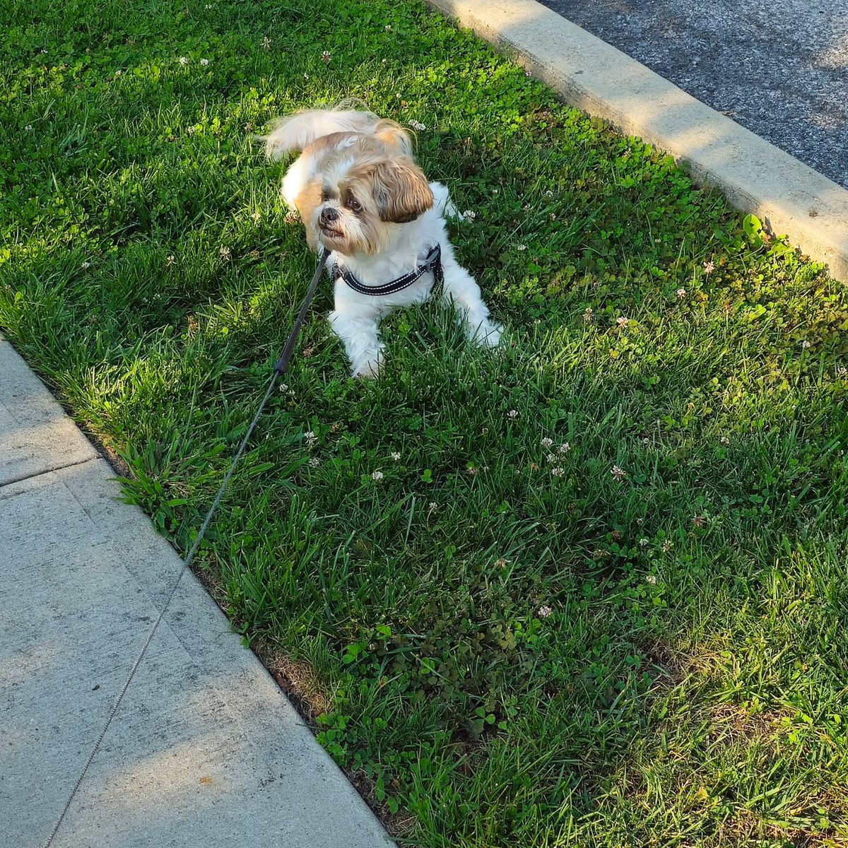 ShandiAttezo's tweet photo. Louie... https://t.co/rHJPdUCUTm
