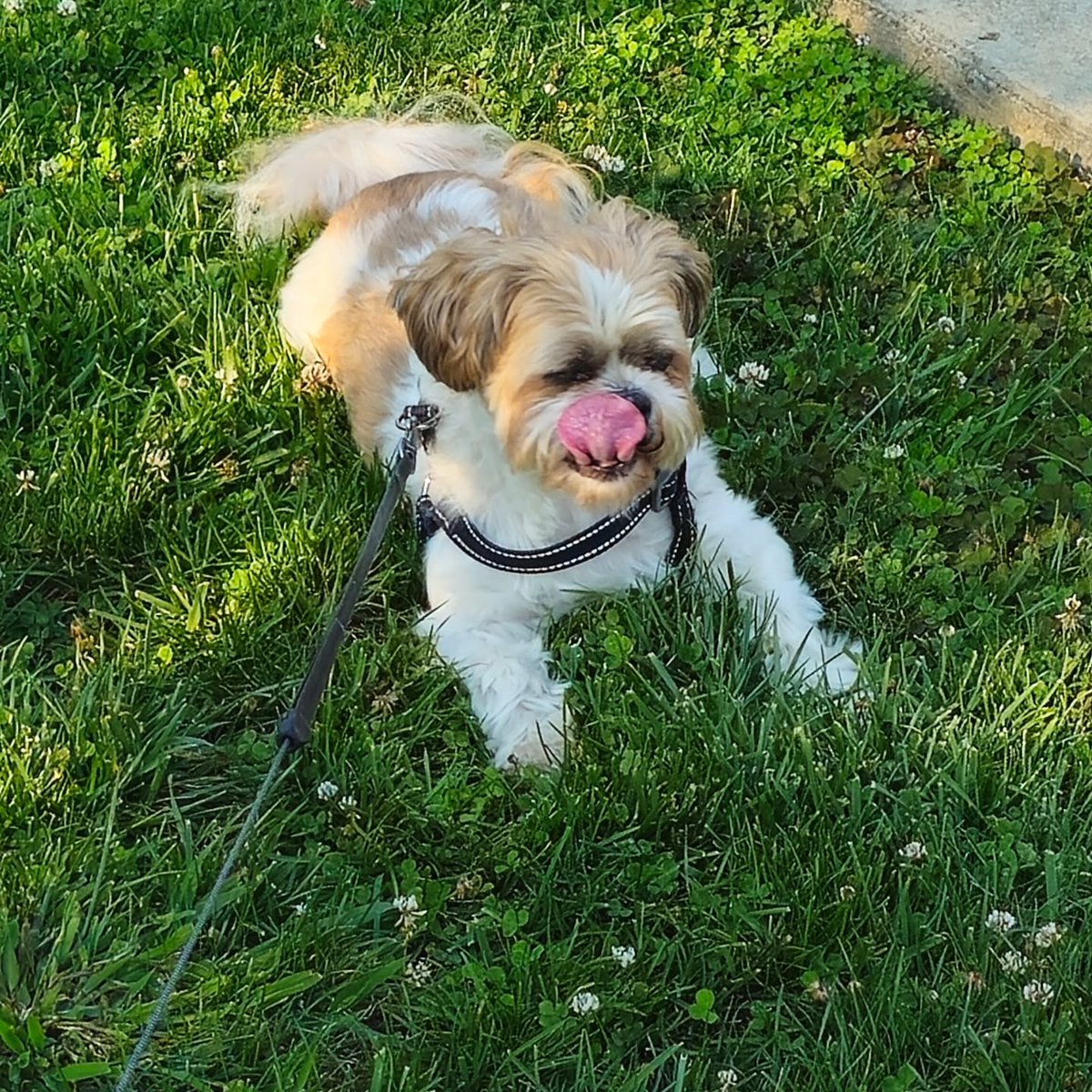 ShandiAttezo's tweet photo. Louie... https://t.co/rHJPdUCUTm