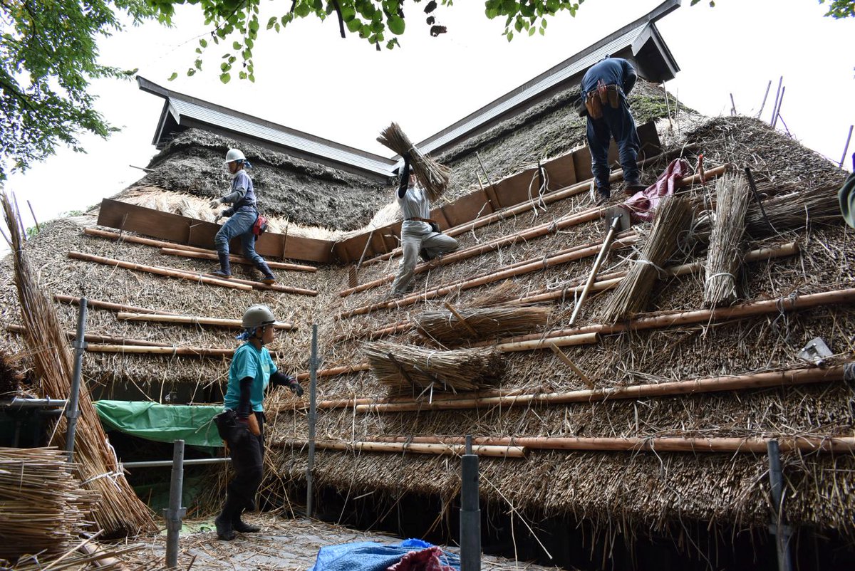 harakei_museum's tweet photo. ＃原敬生家 茅葺屋根の葺き替えが順調に進んでいます😊
材料となる山茅(ススキ等)は、3枚目の写真のような長さで届きます。
これを裁断して葺き替えに使います。本来は、こんなに長いのですね！ https://t.co/g91ceViTs0