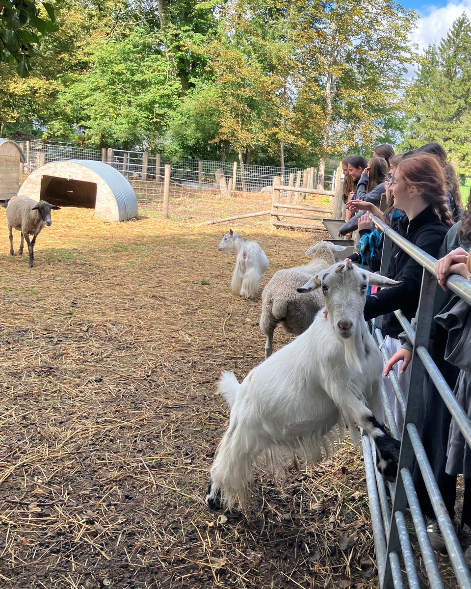 stcatherinessch's tweet photo. The Year 11's had an incredibly peaceful day out in the Chiltern Hills at Restore Hope Latimer to learn how to cultivate rest in their upcoming GCSE year. They particularly enjoyed the wellness walk where they found a few farm animals.
#StCatherines #GCSE #gsauk #isaschools https://t.co/dIgcGpiPaE