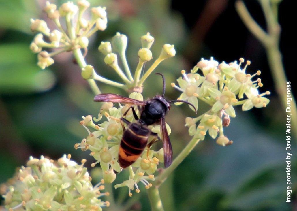 APHAgovuk's tweet photo. What can YOU do to help to protect bees from Yellow-legged hornets in the UK? 
See it. Snap It. Send it.
Please help by staying alert and reporting any sightings of Yellow-legged hornets in your area, so APHA’s NBU can take action. 
Find out more:
https://t.co/HgxMUkHO5B https://t.co/c87x6QfxCv