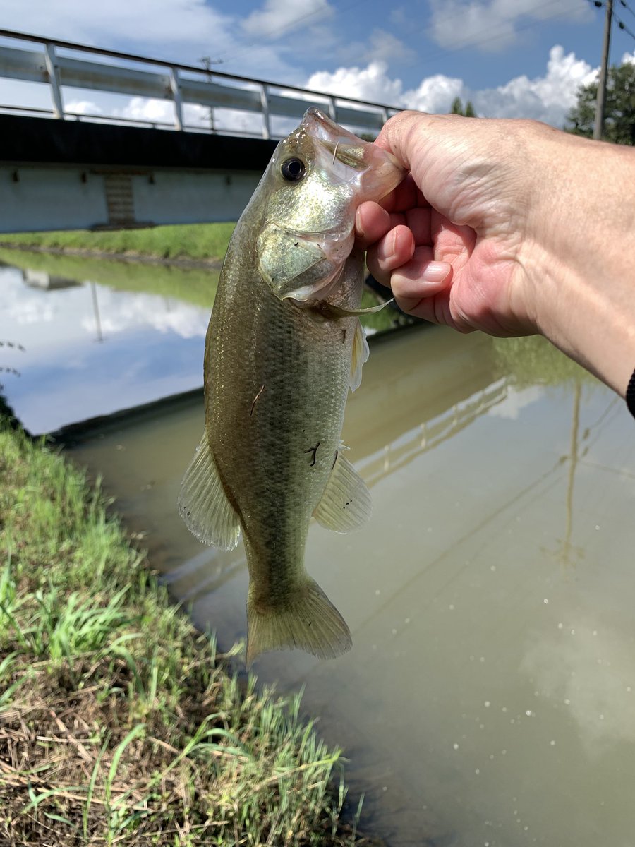 future_102's tweet photo. 久しぶりの大江
んでかわい子ちゃんw
#大江川
#ABU2500C
#Fishman
#Beamsblancsierra52UL https://t.co/GQc8Jvob0g
