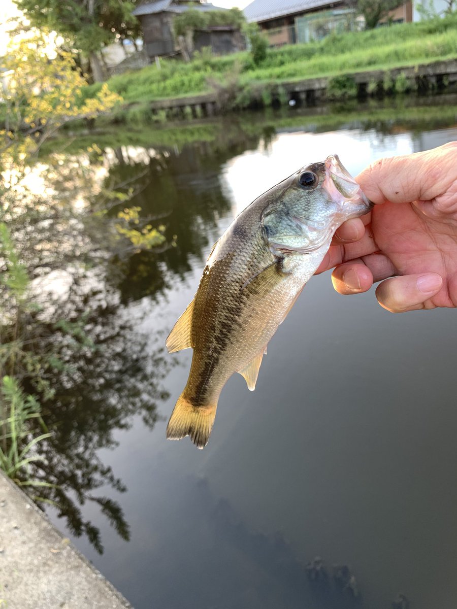 future_102's tweet photo. 久しぶりの大江
んでかわい子ちゃんw
#大江川
#ABU2500C
#Fishman
#Beamsblancsierra52UL https://t.co/GQc8Jvob0g