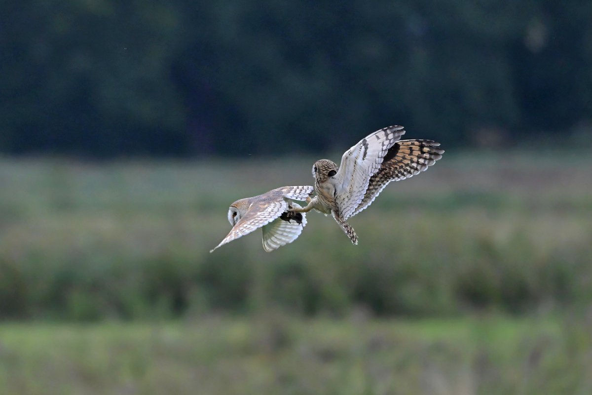 GavinDurrant1's tweet photo. Four shots from a sequence showing a Short eared owl unsuccessfully trying to rob a Barn owl of its prey yesterday (11/9/26) https://t.co/om3uqByNt1