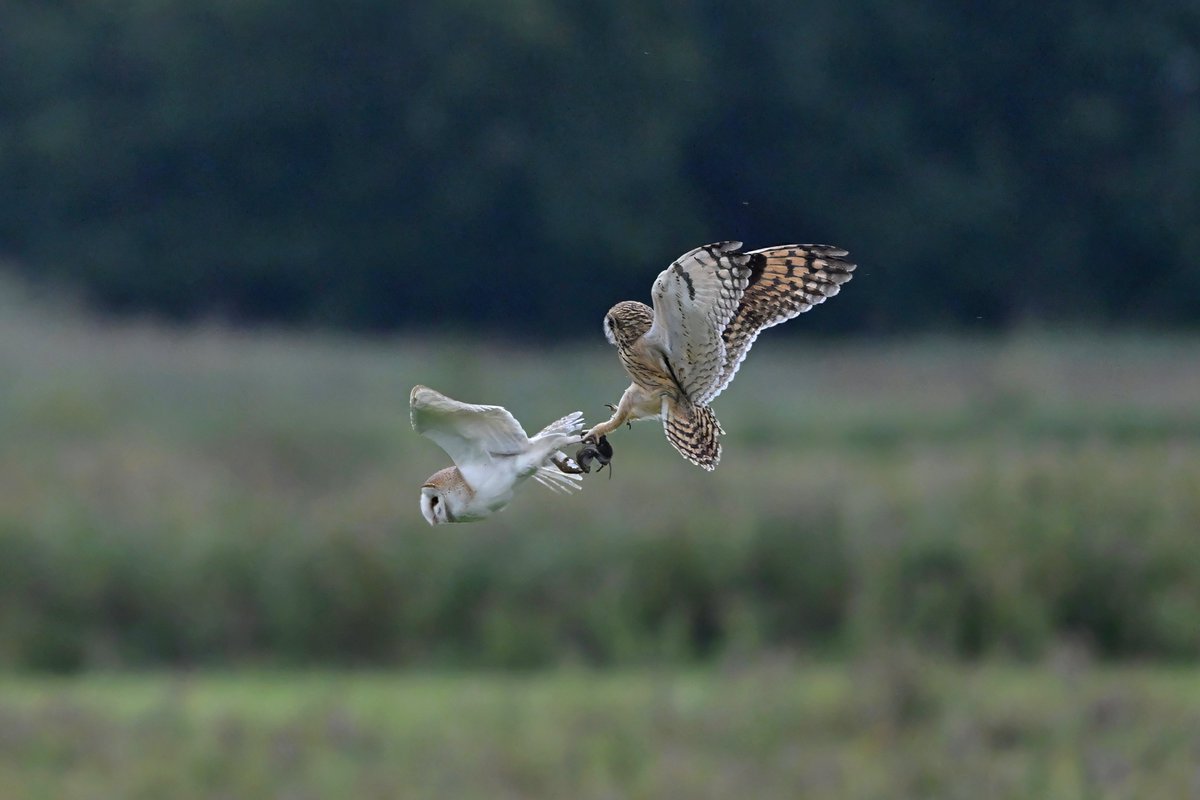 GavinDurrant1's tweet photo. Four shots from a sequence showing a Short eared owl unsuccessfully trying to rob a Barn owl of its prey yesterday (11/9/26) https://t.co/om3uqByNt1