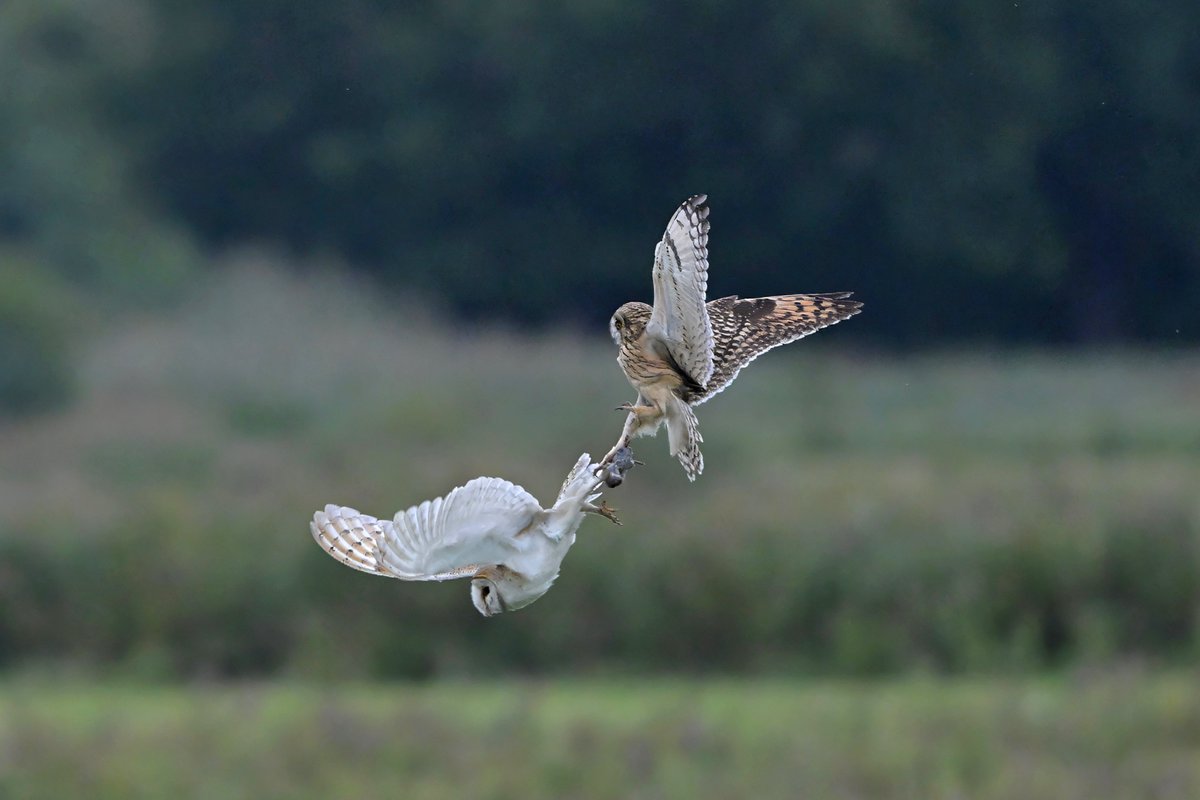 GavinDurrant1's tweet photo. Four shots from a sequence showing a Short eared owl unsuccessfully trying to rob a Barn owl of its prey yesterday (11/9/26) https://t.co/om3uqByNt1