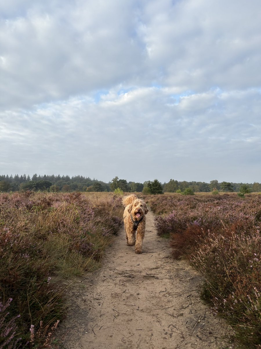 StephanvanHuis's tweet photo. 08.00 uur Zaterdagochtendrondje #holger #GroevenbeekseHeide #Ermelo https://t.co/pBpvqXh4CA