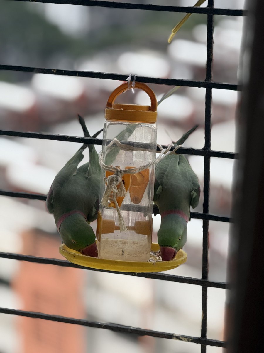 PPrema28's tweet photo. This morning dose of parakeet happiness. It’s been a few days now. They have been coming morning and evening

@IndiAves 
#Indiaves
#NationalGeography 
#BirdsSeenIn2026
#ShotoniPhone16Pro 
#photography
#Nature https://t.co/oQUAeXiX7e