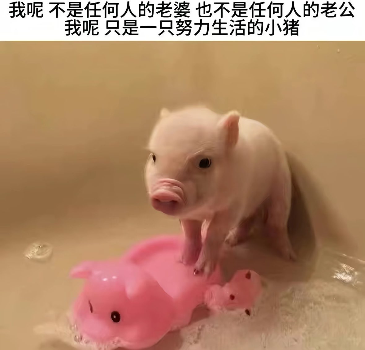 koioi77777's tweet photo. https://t.co/z93RnlypxC