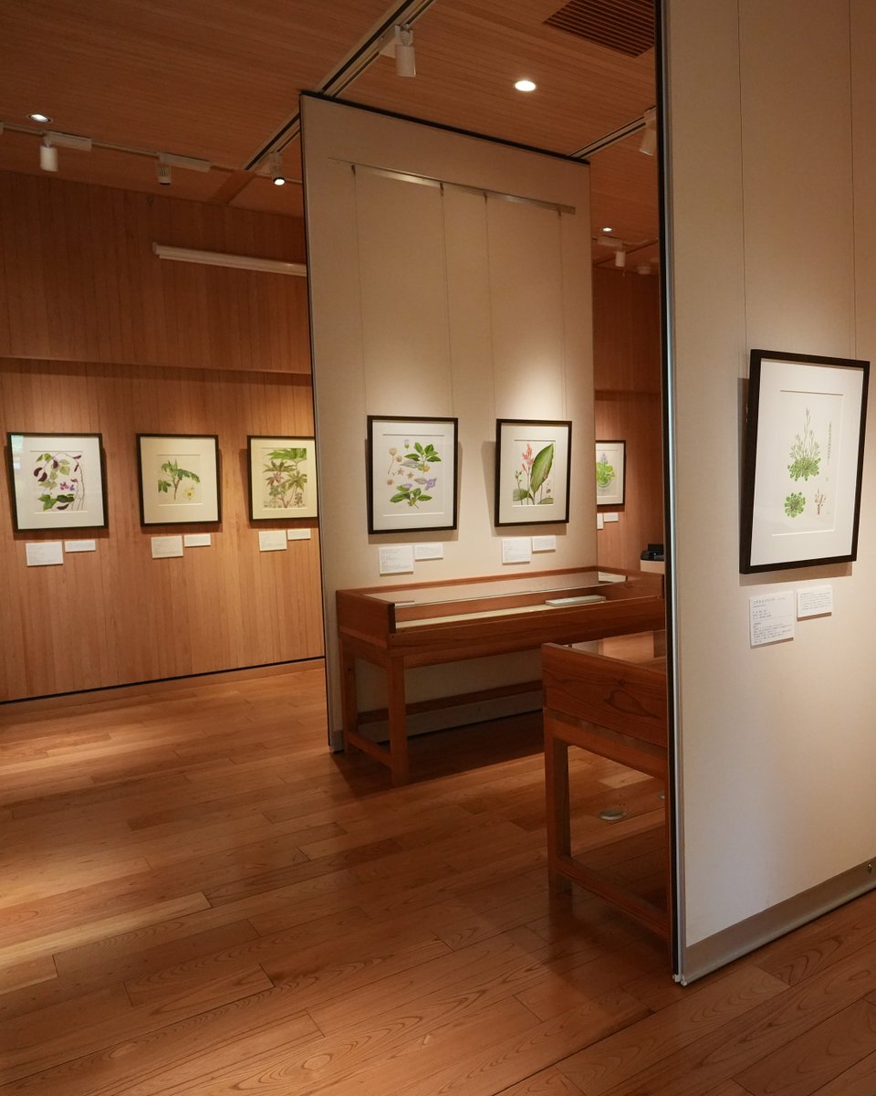 makinoteienJP's tweet photo. 牧野記念庭園では今日から企画展がはじまりました。タイトルは「海を渡ってきた植物の物語」。日本にはるばるやってきた植物を描いた作品を展示しています。描き手は、日本植物画俱楽部の皆様。前期・後期総入れ替えで、併せて60点を展示します。同会の協賛で本展開催となりました。 https://t.co/VmzkjuI6Hj